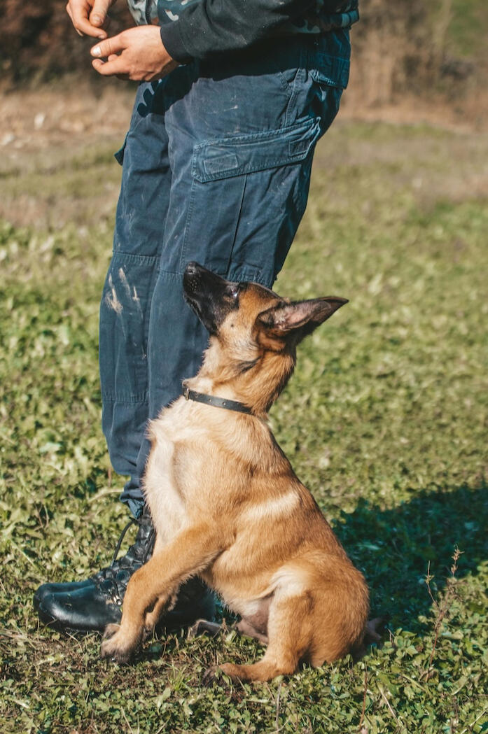 Kala K9 Academy školovanje i dresura pasa svih pasmina Zagreb logo